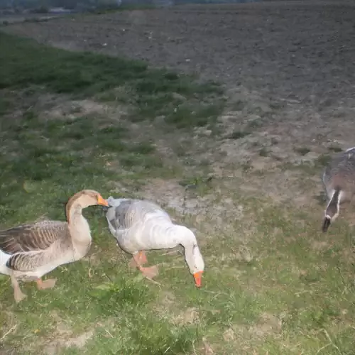 Nefelejcs Vendégház Diósviszló 027 kép