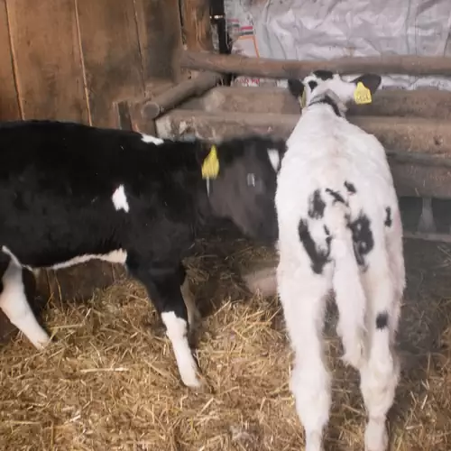 Nefelejcs Vendégház Diósviszló 030 kép