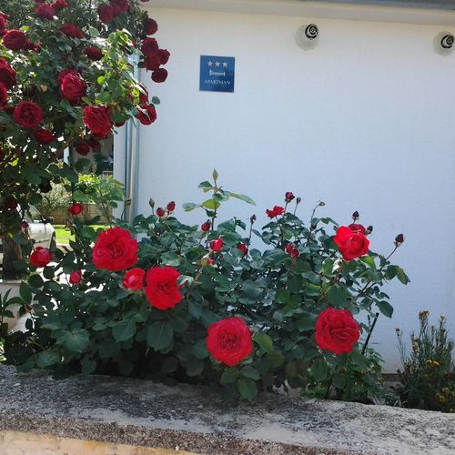 Apartmani Cerin Rovinj  3