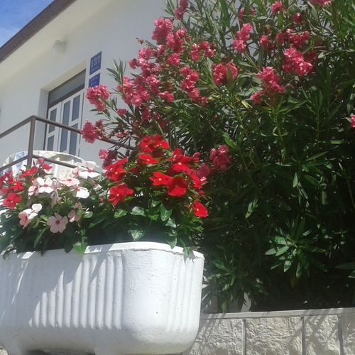 Apartman Dragica Beg Banjol Rab  2