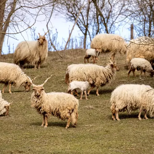 Hársfa Vendégház Ökopark Bükkösd 005 kép