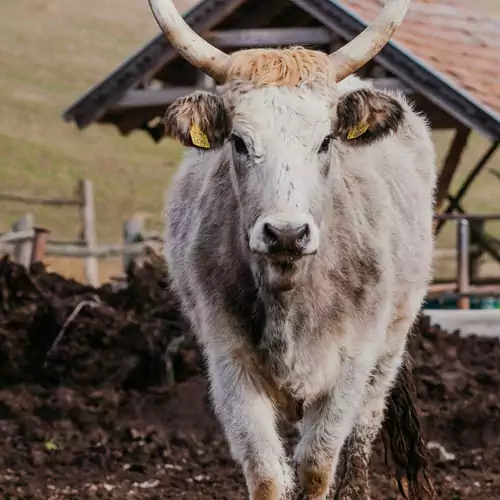 Hársfa Vendégház Ökopark Bükkösd 007 kép