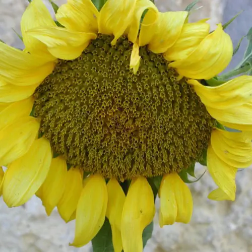 A Napraforg&oacute; Apartmanok Balatonszemes log&oacute;ja