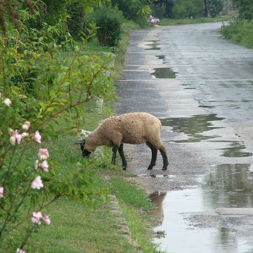 Sajkodi Nyaraló Tihany  3