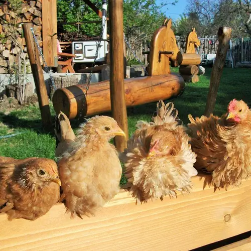 F&eacute;nyk&eacute;p h&aacute;zi&aacute;llatr&oacute;l