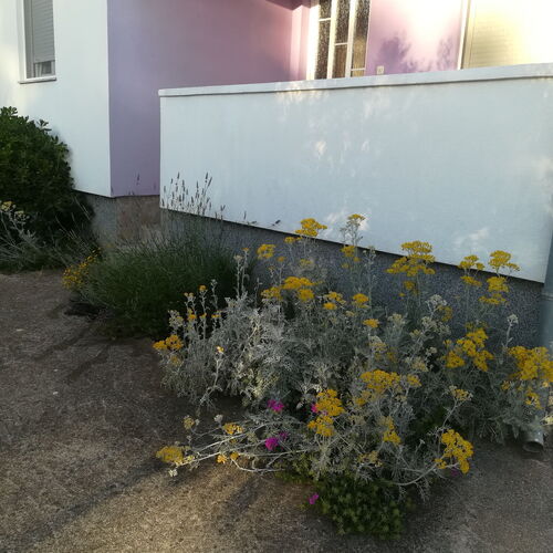 Apartments Leea Zadar Diklo  3