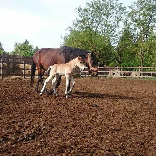 Tamás-tanya Lovas Vendégház Debrece 007 kép