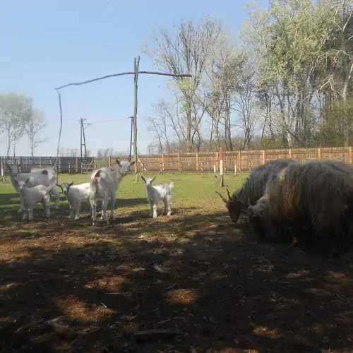 Tamás-tanya Lovas Vendégház Debrece 008 kép