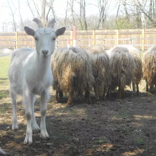 Tamás-tanya Lovas Vendégház Debrece 009 kép