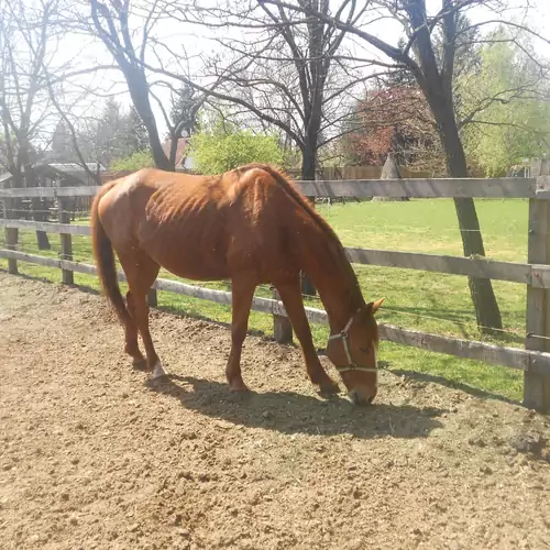 Tamás-tanya Lovas Vendégház Debrece 004 kép