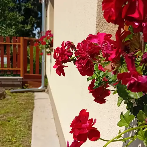 Íjász Tanya Kamut 015 kép