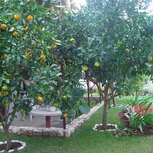 Apartman Mia Trogir  4