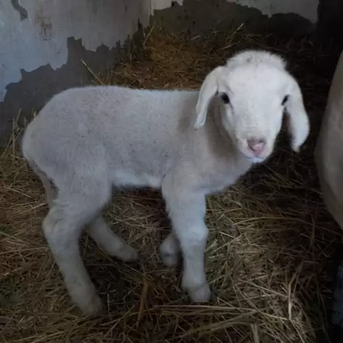 Vidravár Vendégház Tabdi 022 kép
