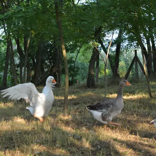 Vidravár Vendégház Tabdi 019 kép