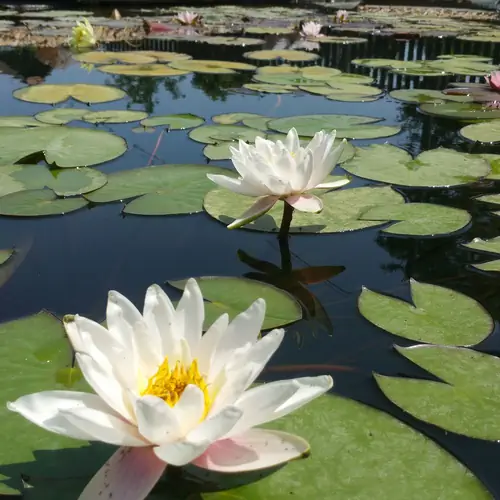 A kerti tavaink vir&aacute;gjai!