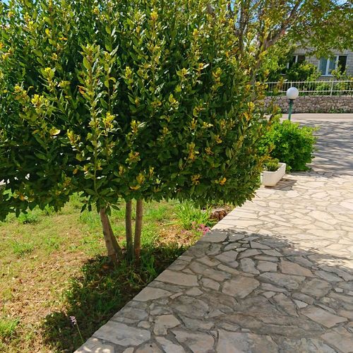 Apartments Vesna Rab  3