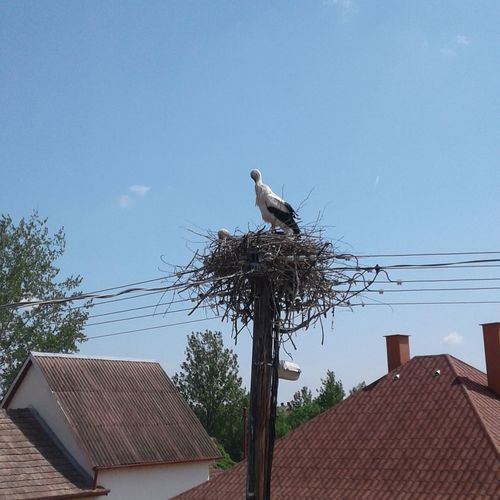GÓLYA FÉSZEK A
 HÁZ ELŐTT