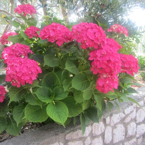 Apartmani Gero Lopar  4