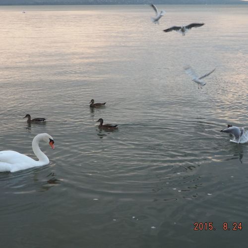 Silver Nyaraló Balatonfenyves  3