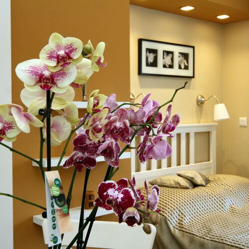 Orchidea Apartman Eger