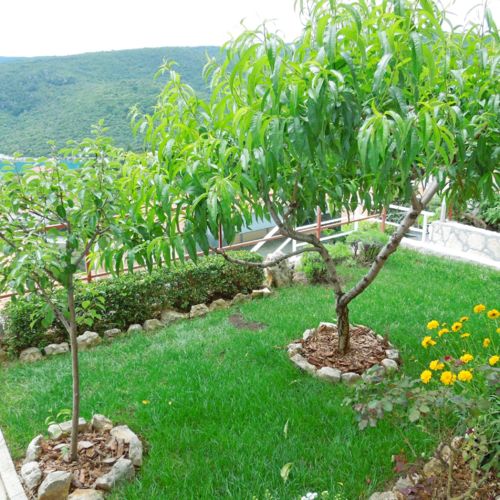 Apartments Elide Rabac  4