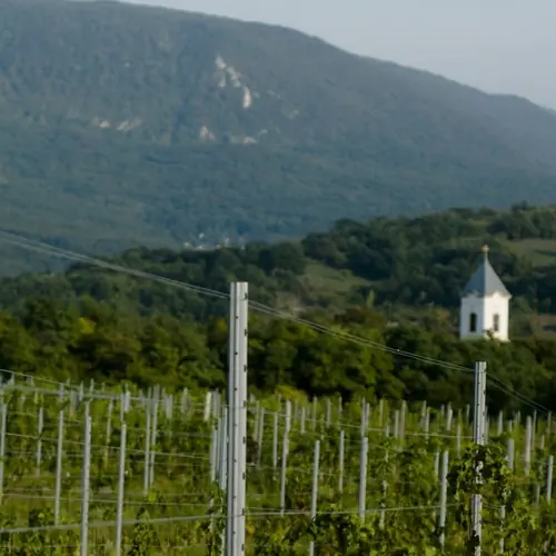 A szőlő &eacute;s a Pilis