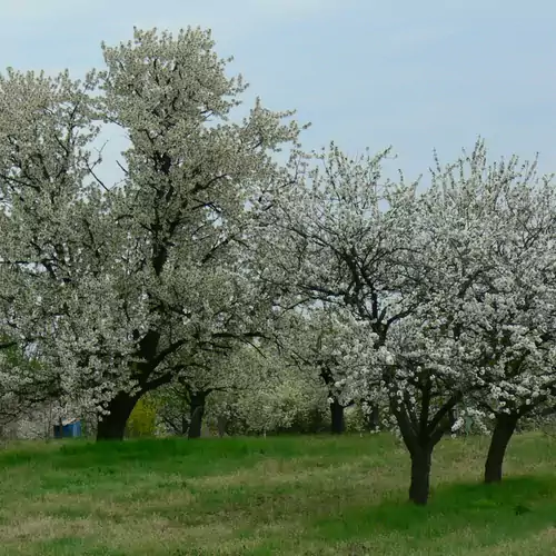 Élő Tisza Vendégház Nagykörű 003 kép