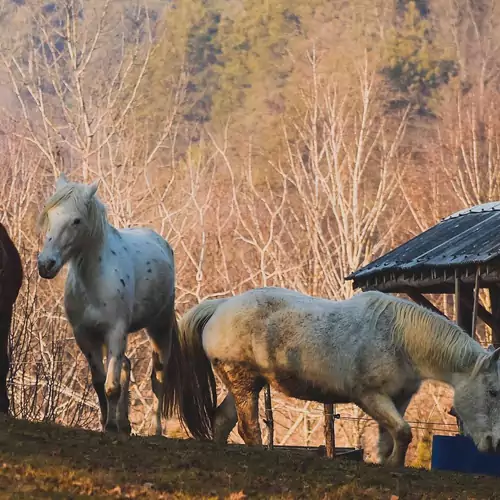 Pagony Pihenő Farm Orfalu 014 kép