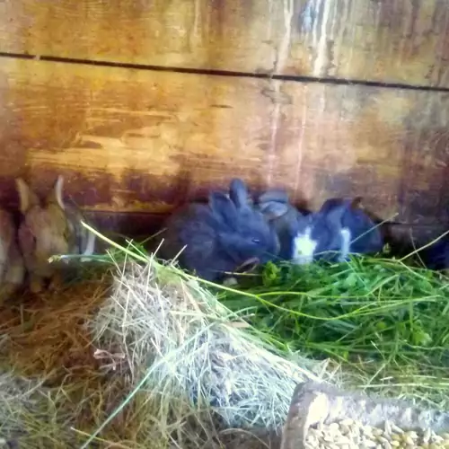 Pagony Pihenő Farm Orfalu 012 kép