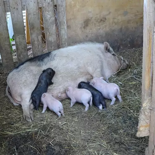 Pagony Pihenő Farm Orfalu 011 kép