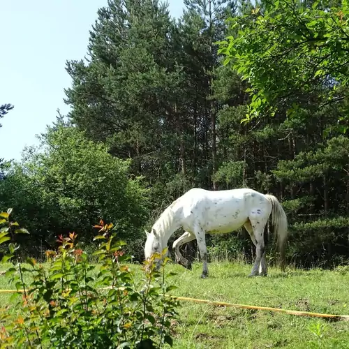 Pagony Pihenő Farm Orfalu 010 kép