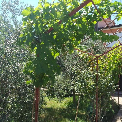 Apartmanok Parkolóhellyel Valbandon, Fazana - 7305 Valbandon  3