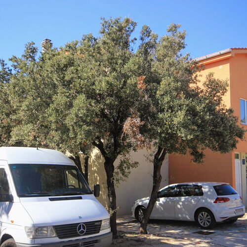 Apartmanok Parkolóhellyel Mandre, Pag - 9354 Mandre  4