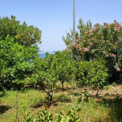Apartmanok A Tenger Mellett Drace, Peljesac - 4550 Drače  3