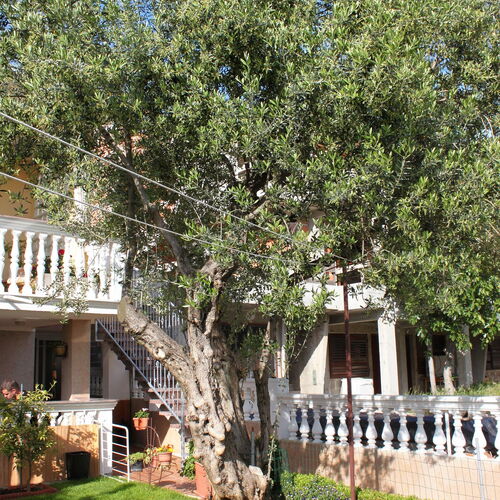 Apartmanok Parkolóhellyel Vodice - 6271  3