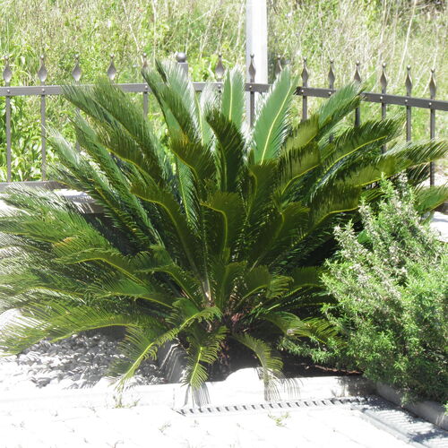 Apartmanok és Szobák A Tenger Mellett Brela, Makarska - 13118 Brela  3