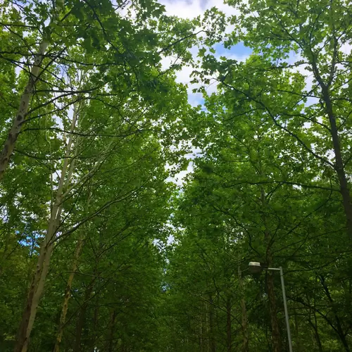 &Aacute;rnyas parkol&aacute;s &eacute;s s&aacute;traz&aacute;si lehetős&eacute;gek