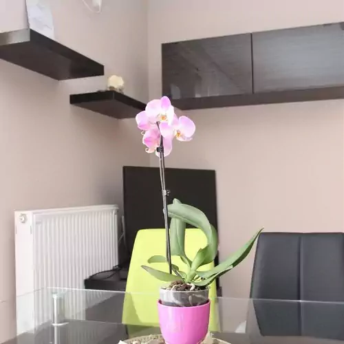 Dorka Wellness Apartman Siófok 004 kép