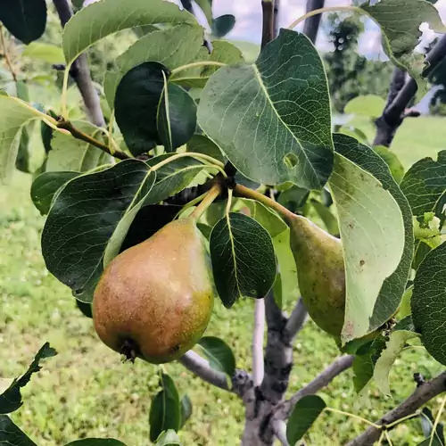 Édenkert Vendégház Pécsvárad 014 kép