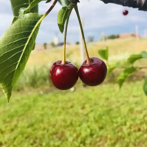 Édenkert Vendégház Pécsvárad 015 kép