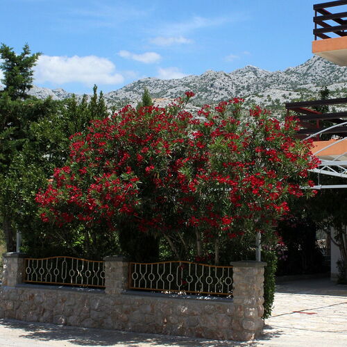 Apartmanok és Szobák A Tenger Mellett Starigrad, Paklenica - 6591 Starigrad  3