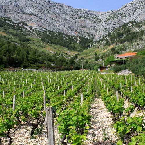 Apartmanok Parkolóhellyel Ivan Dolac, Hvar - 592 Ivan Dolac  3