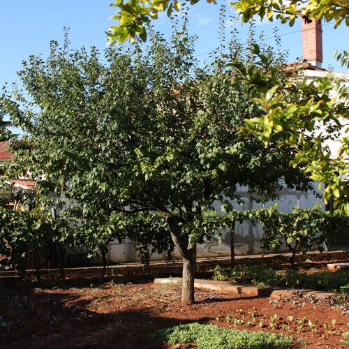 Apartmanok Parkolóhellyel Umag - 7057  4