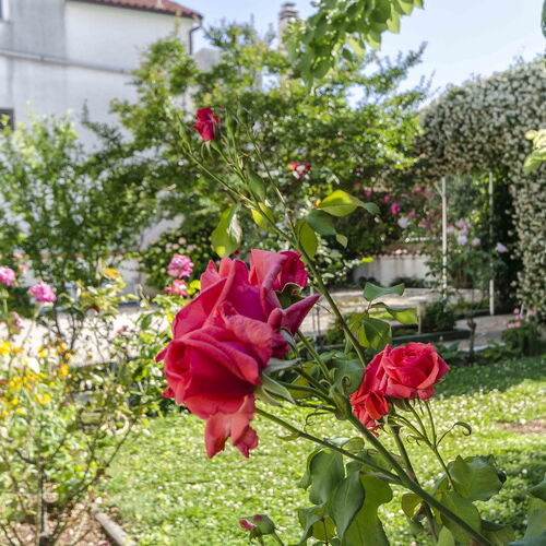 Apartments Zanze Vodice  3