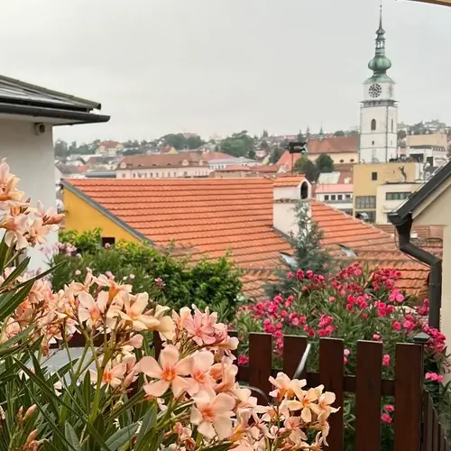 Oleandry - terasy hotelu