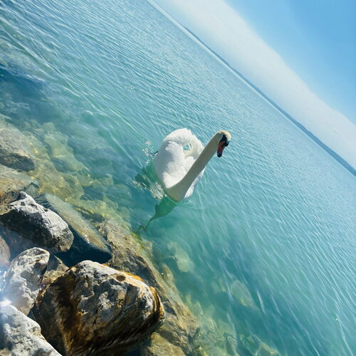 Világos Hotel Balatonvilágos ★★★ 4