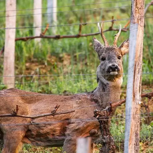 Beáta Vendégház Tokaj 016 kép