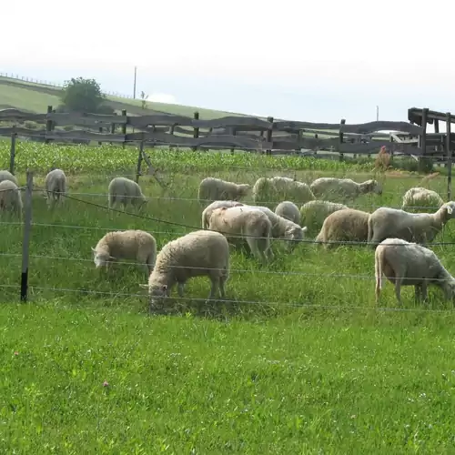 Napkorong Vendégház Feked 020 kép