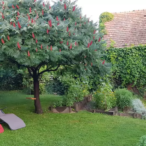 Napkorong Vendégház Feked 015 kép