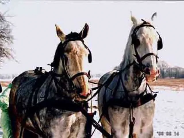 Stajnia Lilj&oacute;wka Stęszewko Jeździecka 3